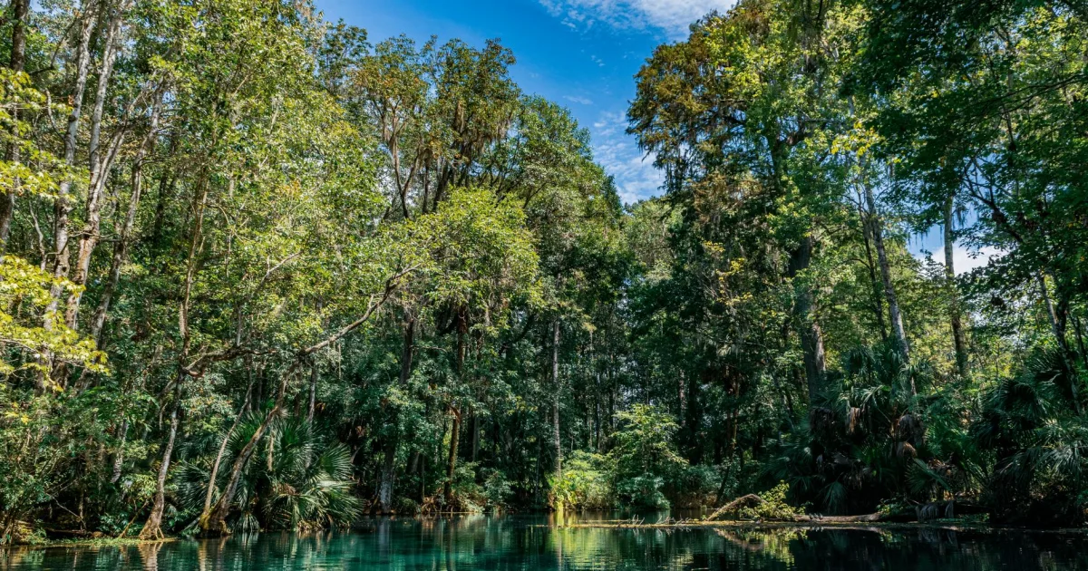 Alafia River SP MTB — Alafia River SP, FL