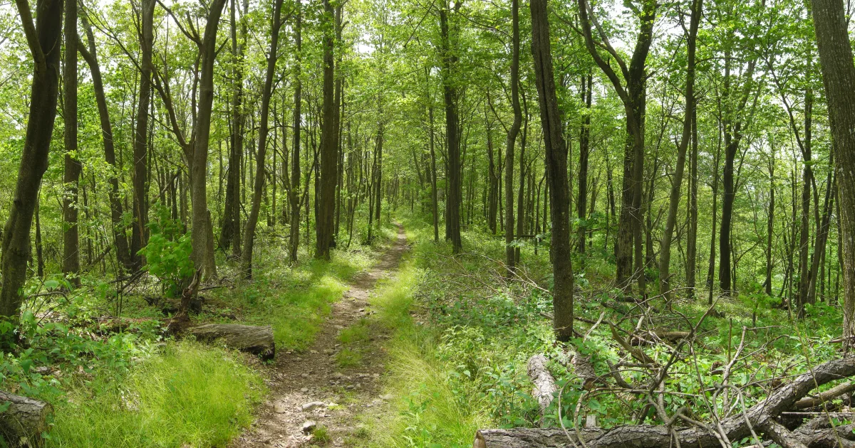Bent Creek Experimental Forest — Pisgah NF, NC