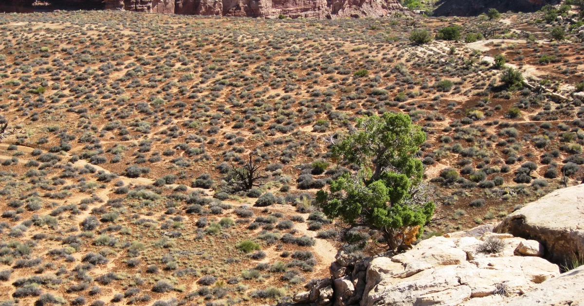 Big Springs Trail