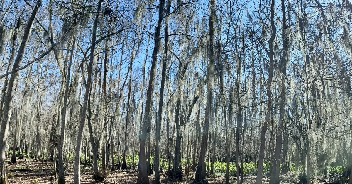 Black Bayou Lake NWR Trail