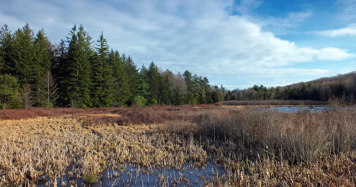 Black Moshannon State Park Loop — Philipsburg, Pennsylvania