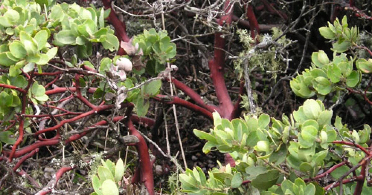 Cape Falcon Trail — Manzanita, Oregon