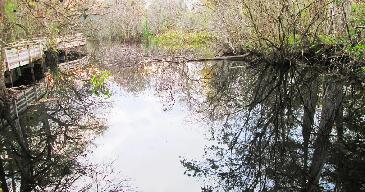 Corkscrew Swamp Boardwalk — Corkscrew Swamp Sanctuary, FL