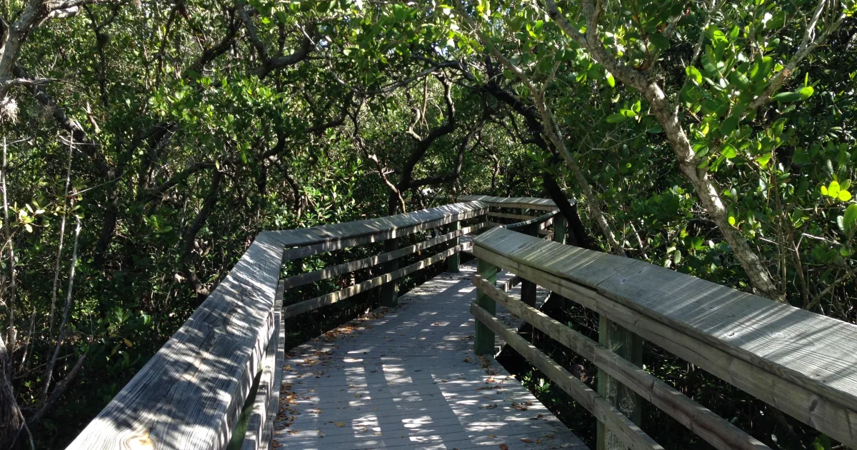 De Soto National Forest Longleaf Trail MTB — Hattiesburg, Mississippi