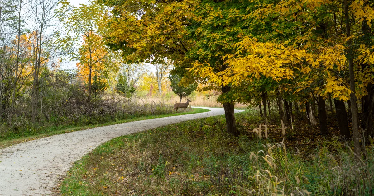 Deer Grove Forest Preserve Trail