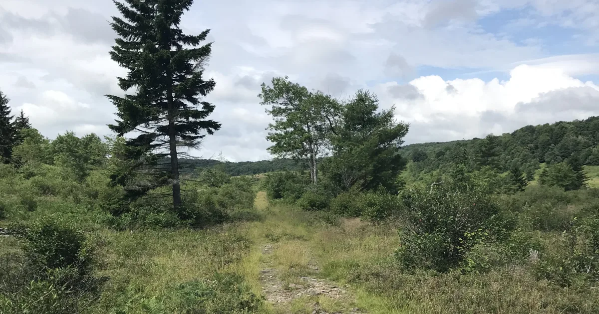 Dolly Sods Wilderness: Rohrbaugh Plains Loop — Red Creek, WV