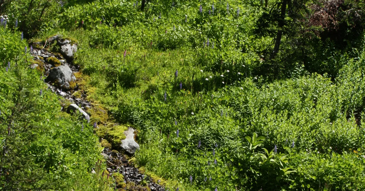 Elephant Back Mountain Trail