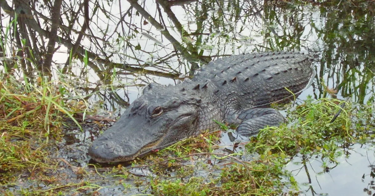 Florida Trail – Ocala NF — Ocala National Forest, FL