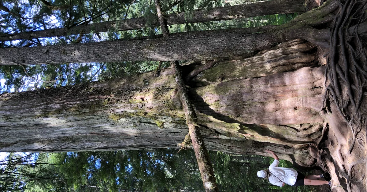 Franklin Falls: The Easiest and Most Beautiful Hike Near Snoqualmie Pass
