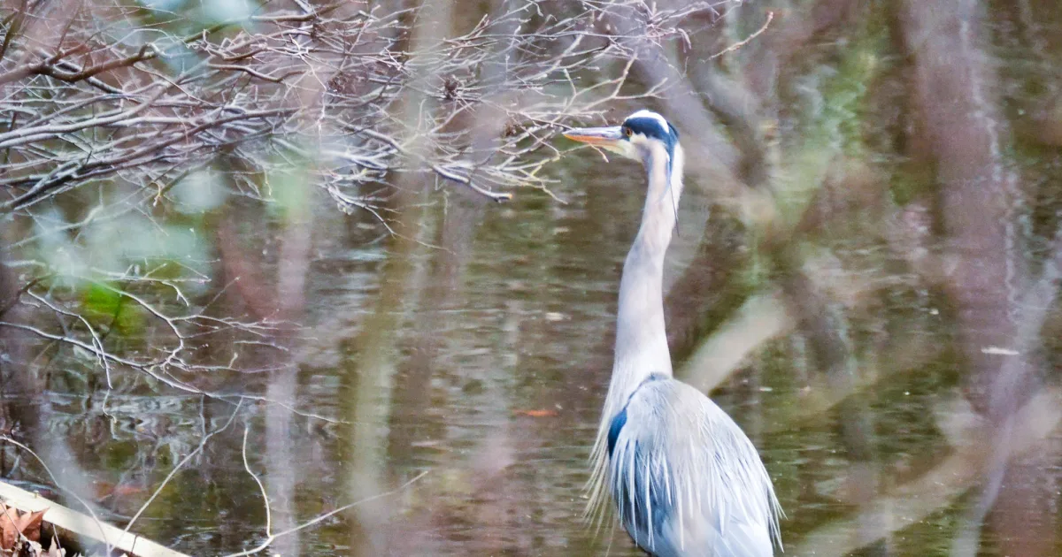 Lake Anna SP Trails — Lake Anna SP, VA