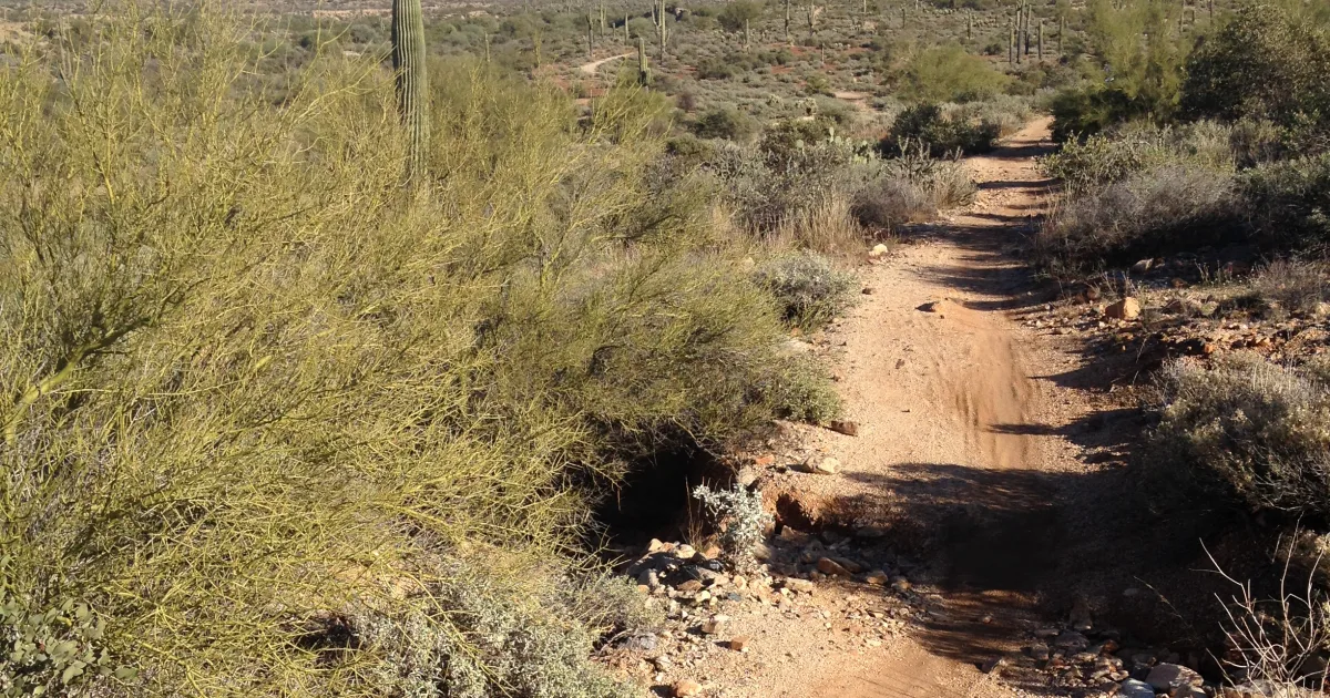 McDowell Mountain Competitive Track