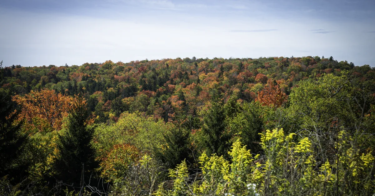 Monongahela National Forest: High Meadows Trail — Elkins, WV