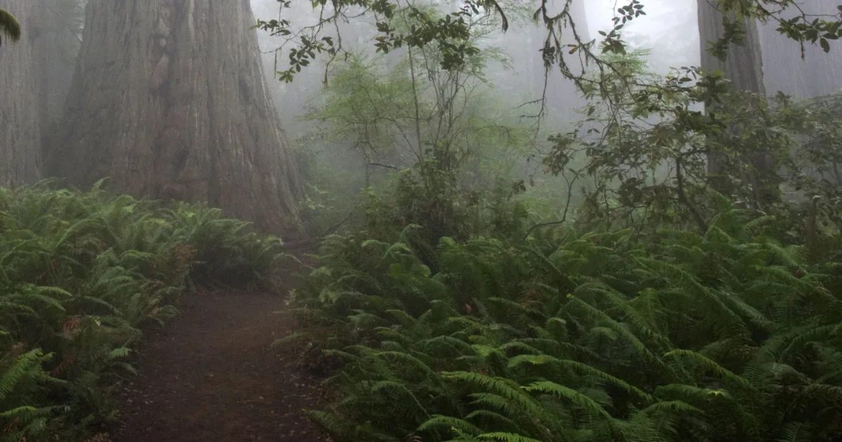 Lady Bird Johnson Grove