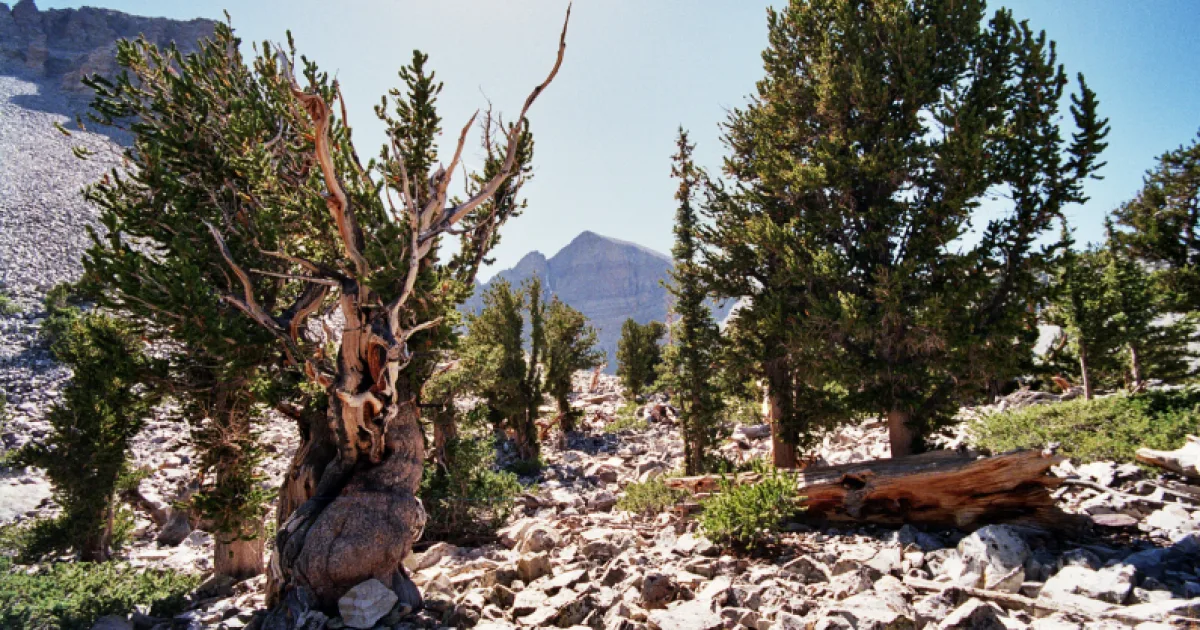 Bristlecone Loop