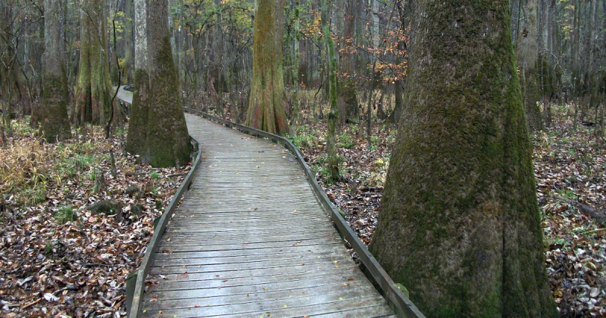 Big Trunk Trail