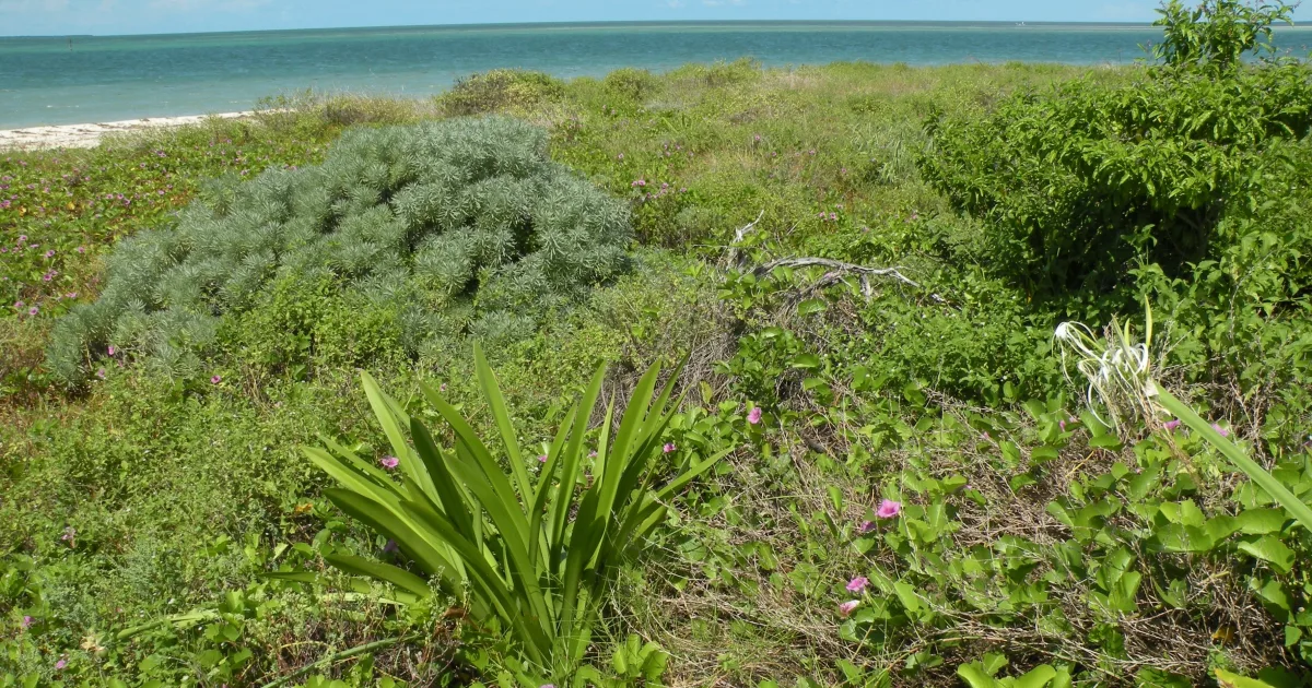 Bush Key Beach Walk