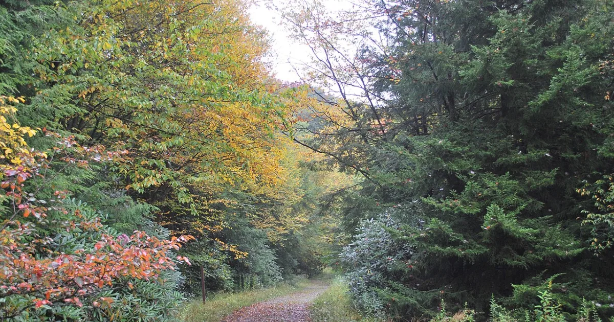 Otter Creek Wilderness Loop — Parsons, West Virginia
