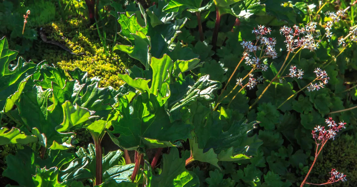 Ptarmigan Ridge Trail — Baker