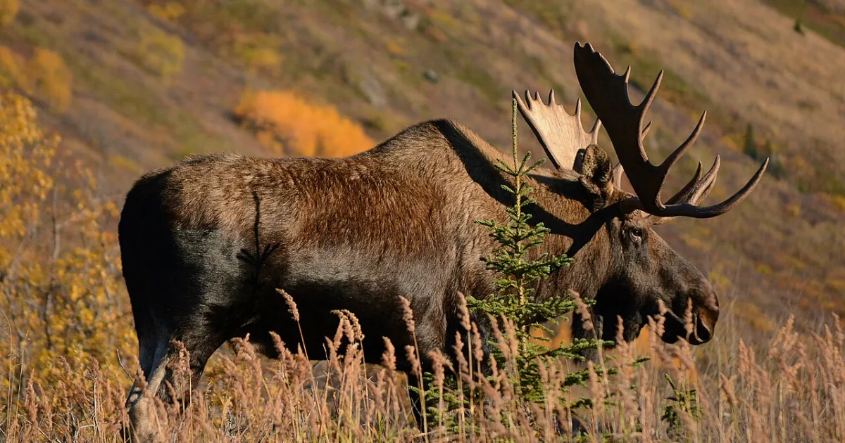 Moose Trail Loop