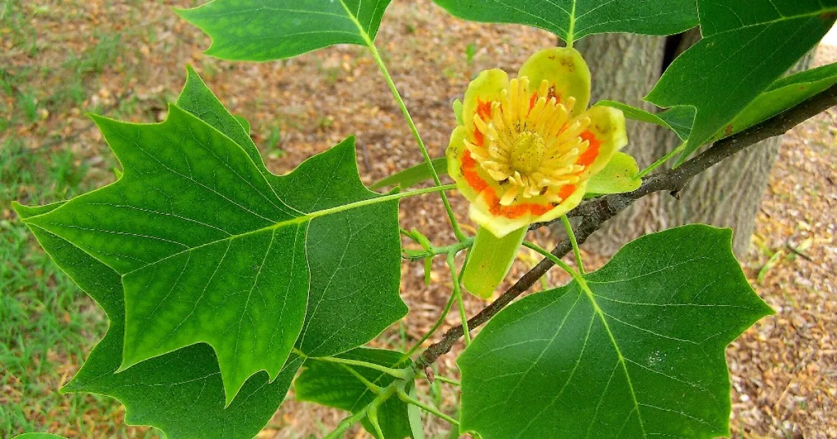 Tulip Tree Trail