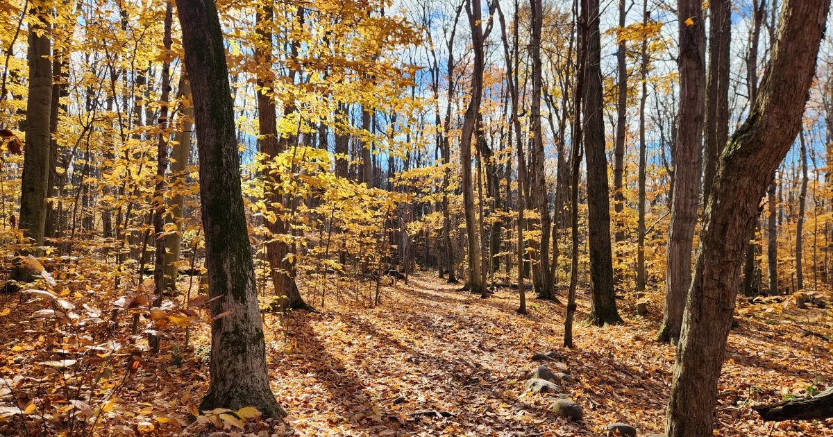 Bluff Loop Trail
