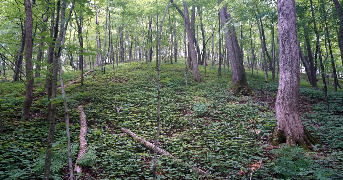 Ice Age Trail Section