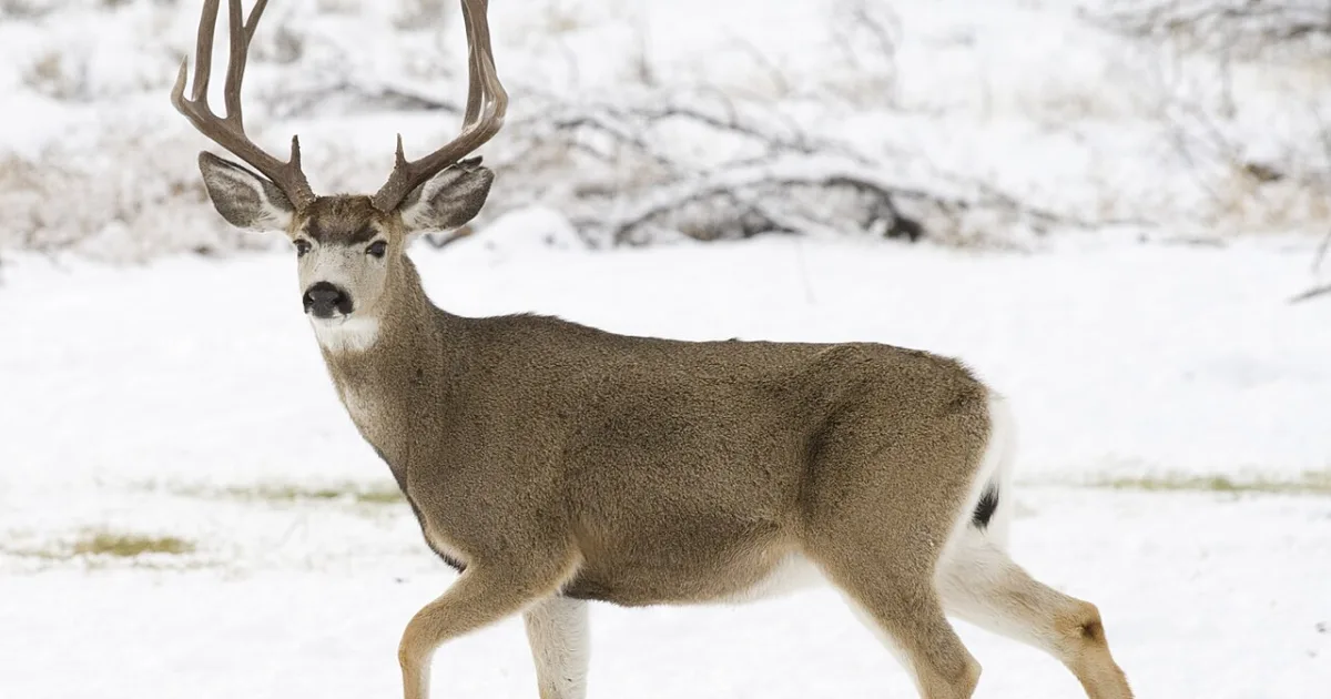 Mule Deer Trail