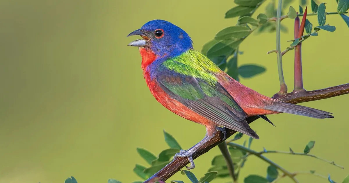 Painted Bunting Loop