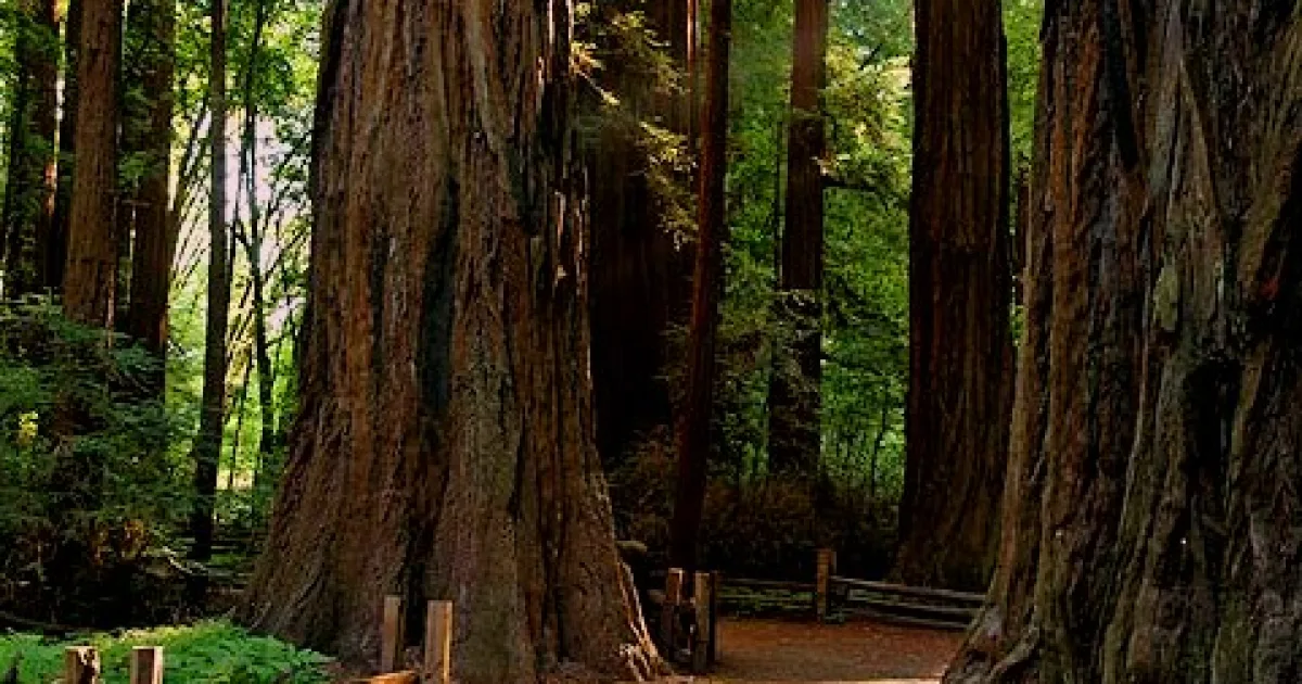 Ridge Fire Trail