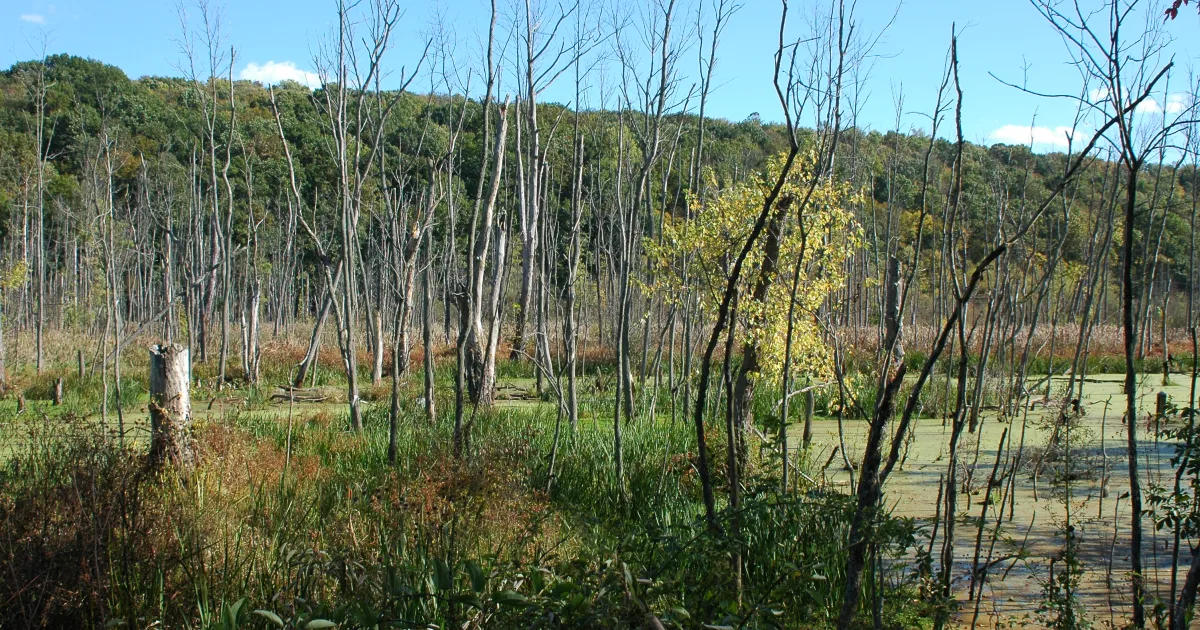 Wetlands Restoration Trail