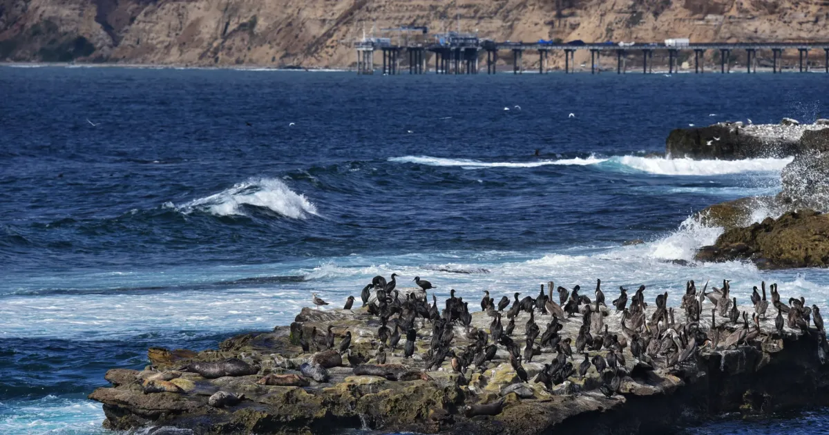 Laguna Point Seal Watch