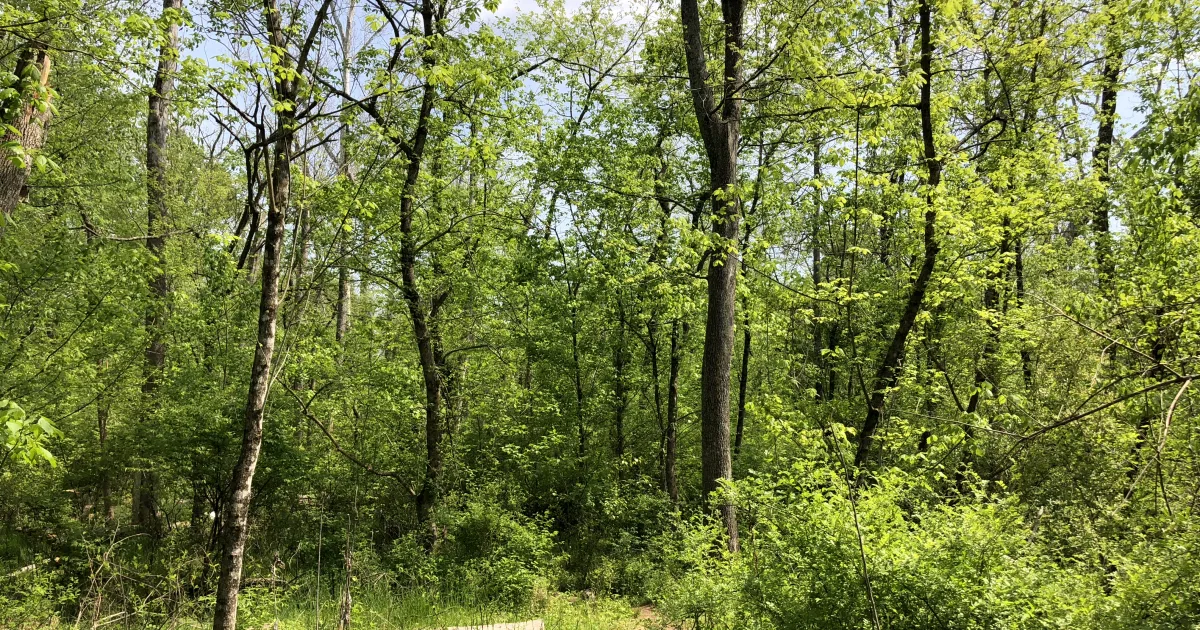 Spring Run Trail