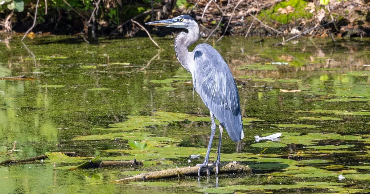 Namskaket Marsh Trail