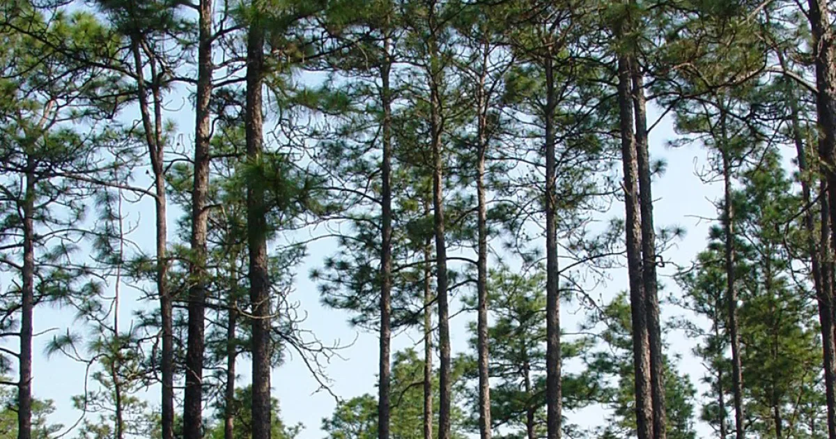 Longleaf Pine Trail