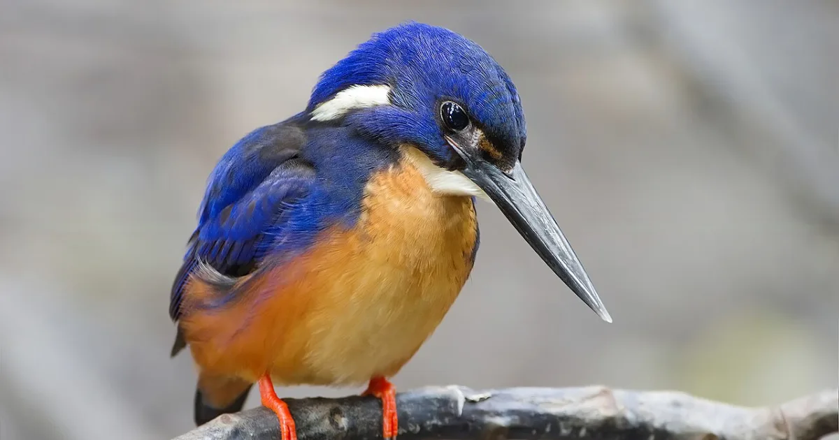 Kingfisher Trail