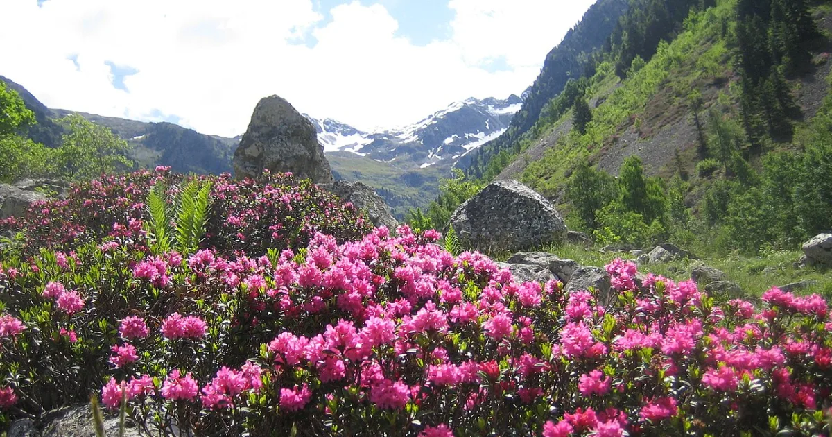 Rhododendron Loop
