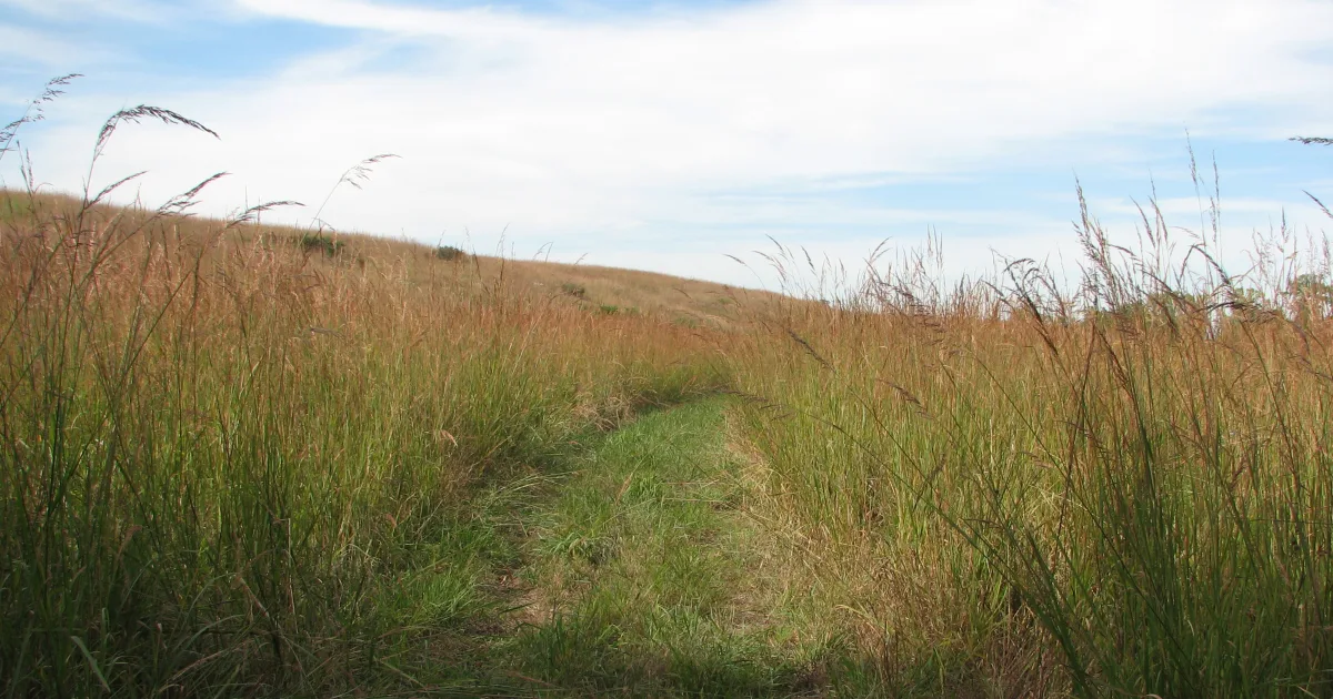 Tallgrass Trail at Maxwell Wildlife Refuge