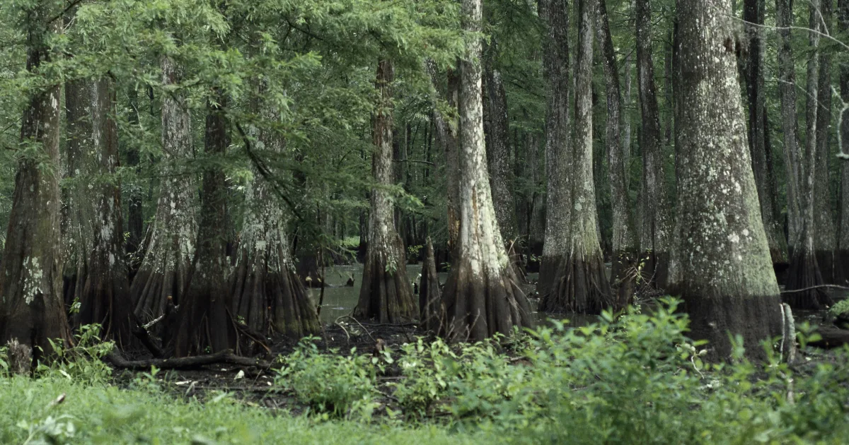 Tensas River NWR Trail