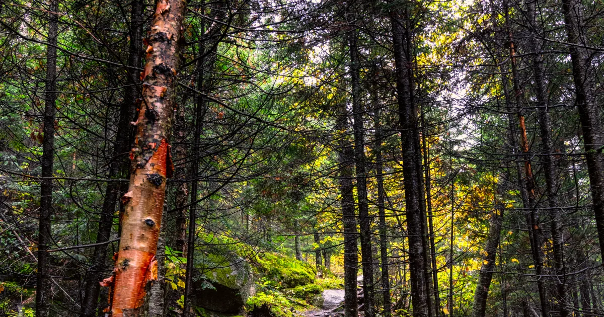 Tettegouche State Park: Shovel Point — Silver Bay, Minnesota