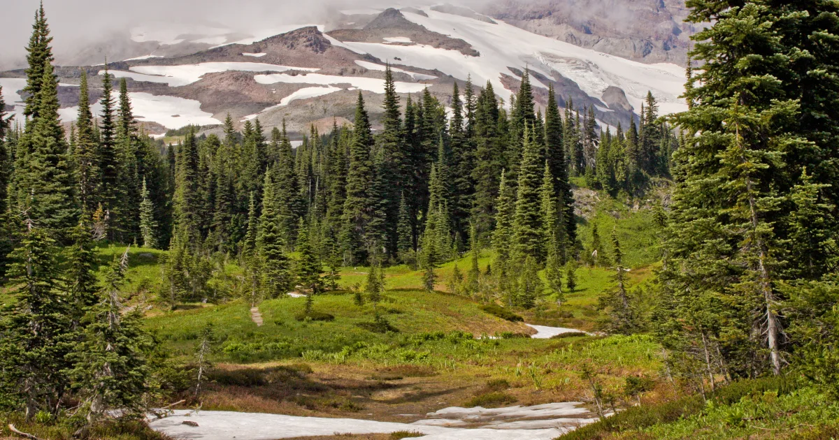 Trail Running in Forest Park: Portland's Urban Wilderness