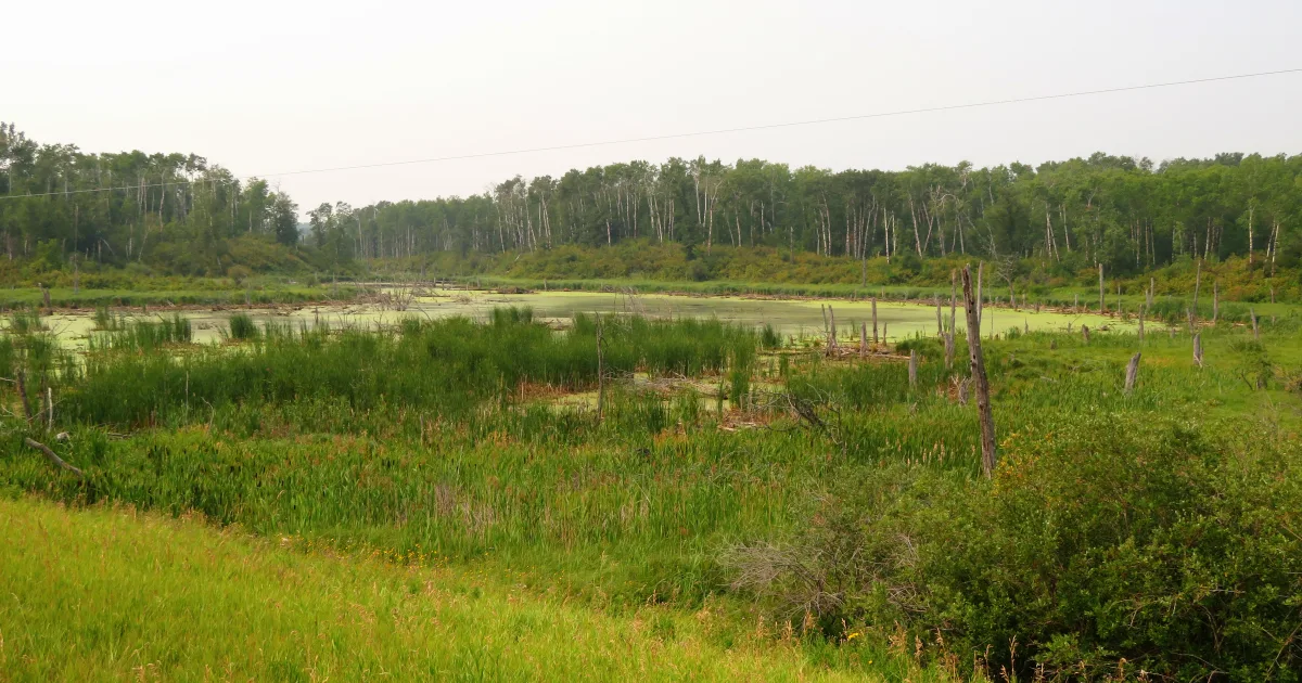 Turtle Mountain State Forest: International Peace Garden Trail — Dunseith, ND