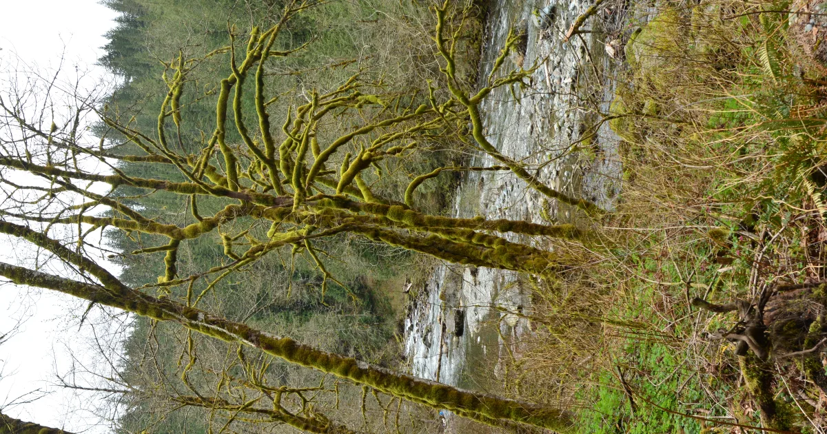 Twin Falls: A Hidden Gem in the SC Upstate
