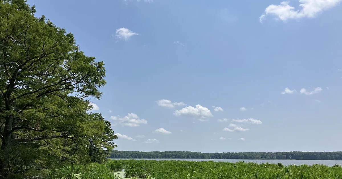 Wapanocca NWR Trail