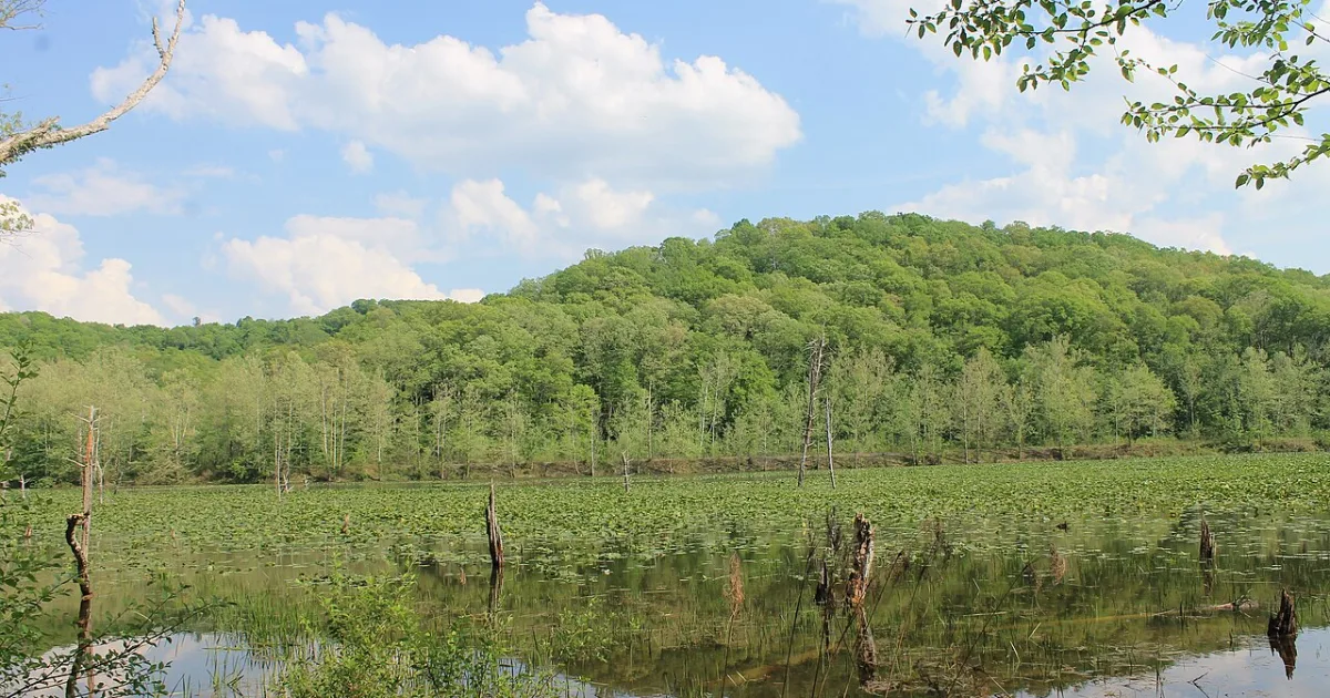 Zaleski State Forest Backpack Loop